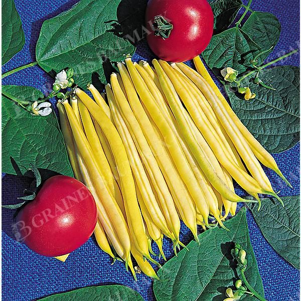 HARICOT nain mangetout CHEROKEE WAX