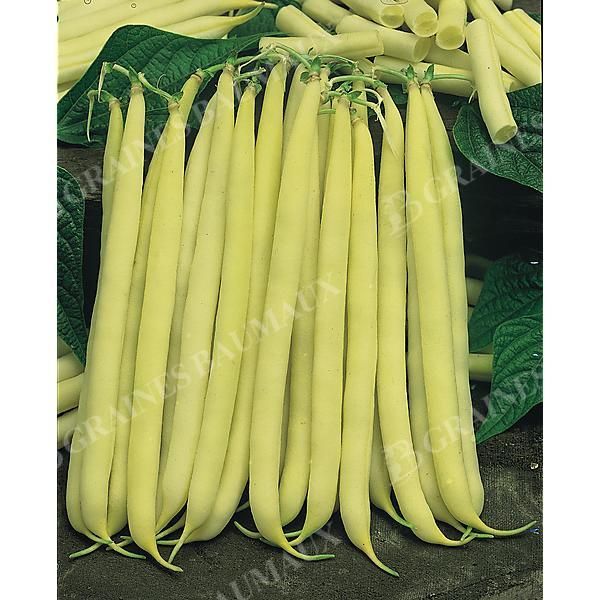 HARICOT nain mangetout DORADO