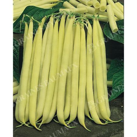 HARICOT nain mangetout DORADO