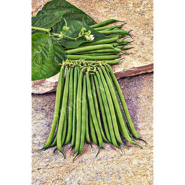 HARICOT nain filet mangetout KOALA
