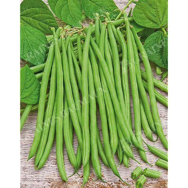 HARICOT nain filet mangetout GOURMANDEL