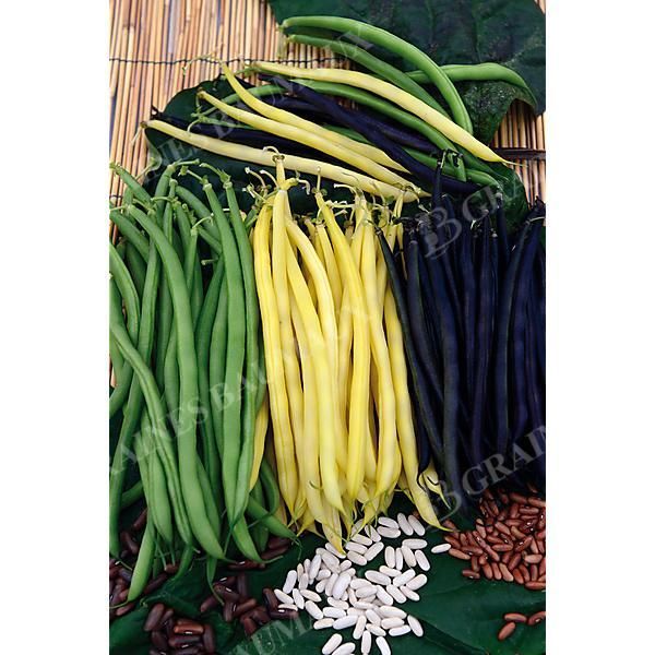 HARICOT nain FILET MANGETOUT EXTRA FIN MIX