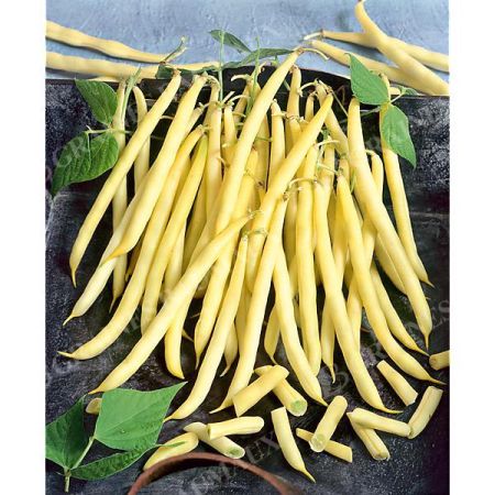 HARICOT nain filet mangetout ADORATION