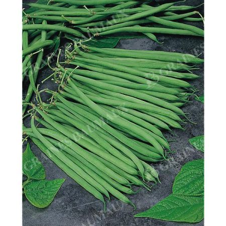HARICOT nain filet mangetout COMPASS
