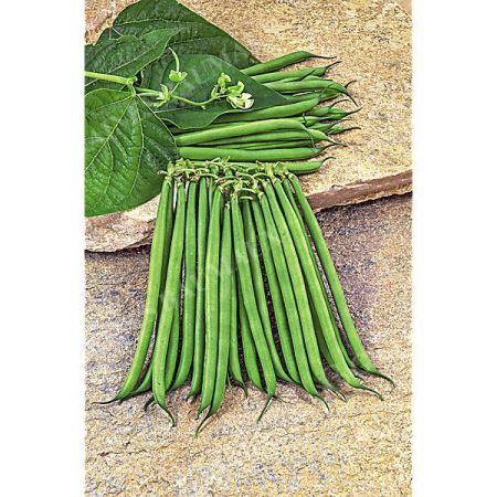 HARICOT nain filet mangetout BRAVO