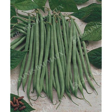 HARICOT nain filet mangetout CUPIDON