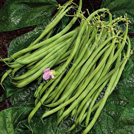 HARICOT nain filet mangetout MASCARET