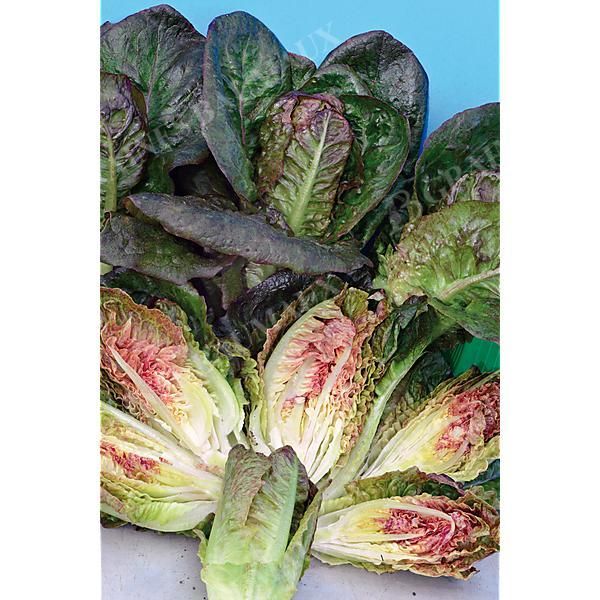 LAITUE romaine INTRED
