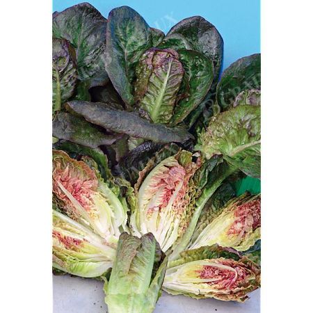 LAITUE romaine INTRED