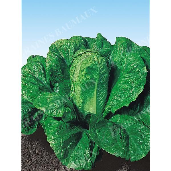 LAITUE romaine VERDE d'INVERNO (verte d'hiver)