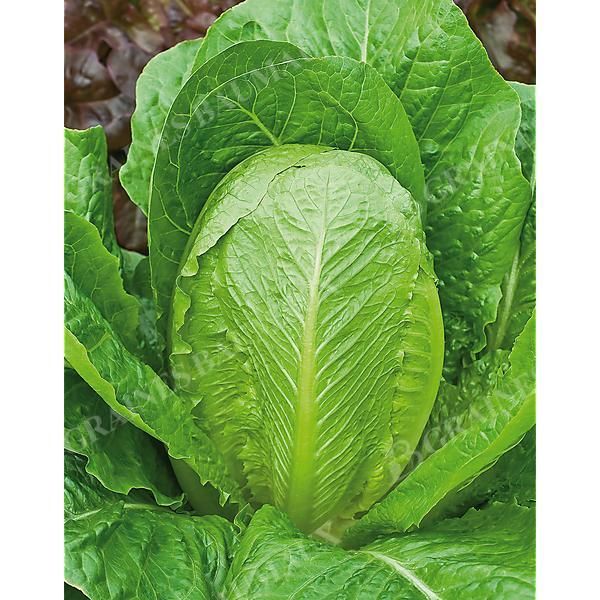 LAITUE romaine LOBJOIT'S GREEN COS