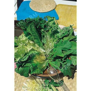 MESCLUN SPÉCIALITÉ du MIDI