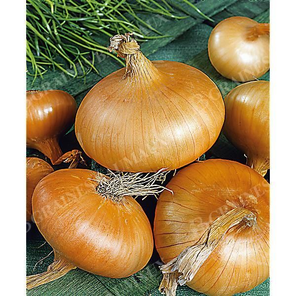 OIGNON de MAZÉ