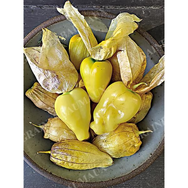 PHYSALIS ixocarpa QUEEN of MALINALCO