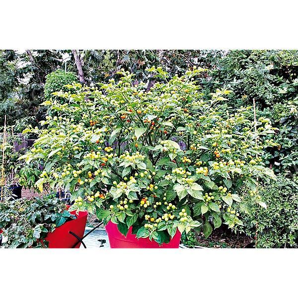 PIMENT AJI CHARAPITA YELLOW (c. chinense)