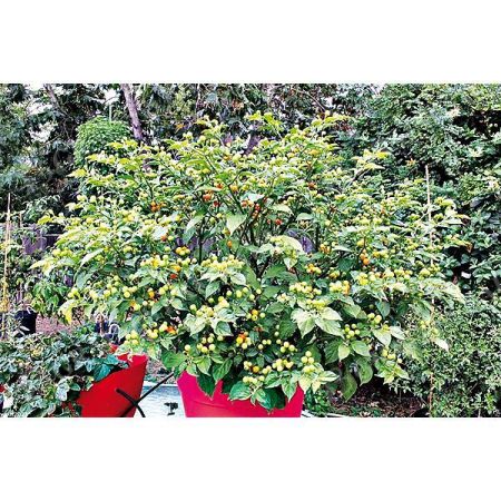 PIMENT AJI CHARAPITA YELLOW (c. chinense)