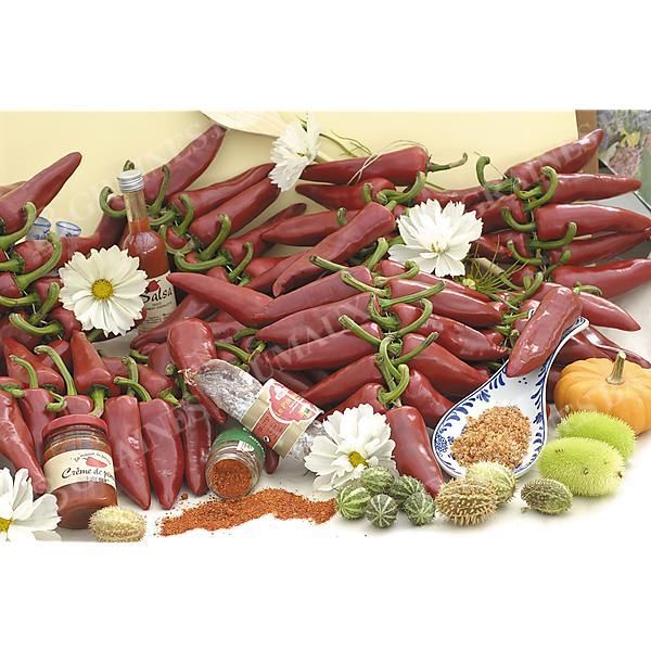 PIMENT GORRIA