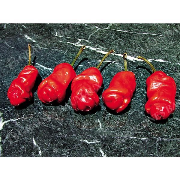 PIMENT PETER PEPPER RED