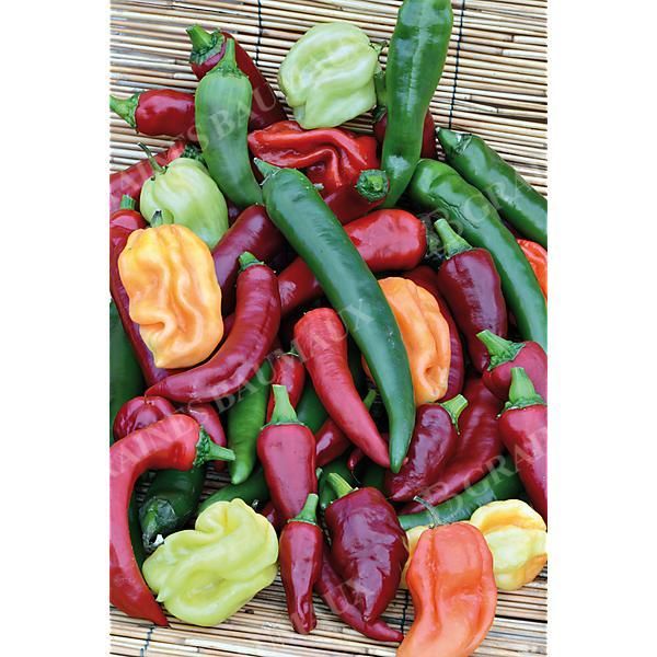 PIMENTS FORTS en 5 variétés mélangées