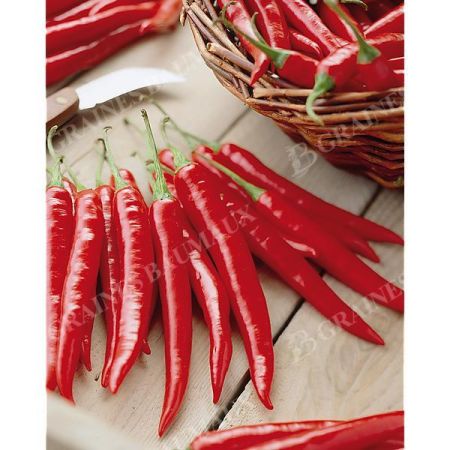 PIMENT de CAYENNE