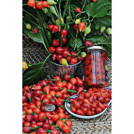 PIMENT BIQUINHO dit petit bec ROUGE brillant à maturité (c. chinense)