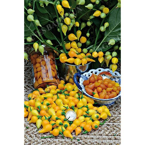 PIMENT BIQUINHO dit petit bec JAUNE doré à...