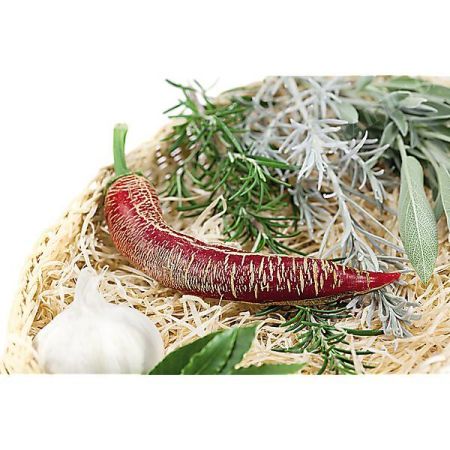 PIMENT ELEFANT (c. annuum)