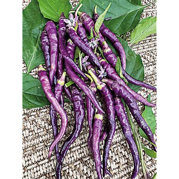 PIMENT DIAVOLETTO