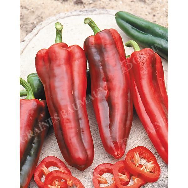 POIVRON MARCONI ROSSO