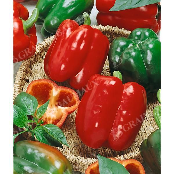 POIVRON CALIFORNIA WONDER Bio