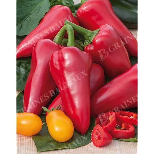 POIVRON PIQUILLO