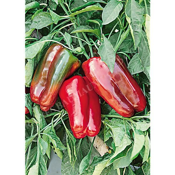 POIVRON OZARK GIANT