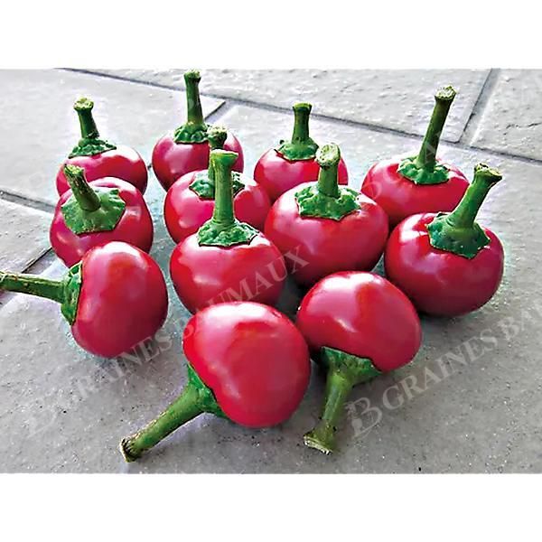 POIVRON PAPECCHIA®