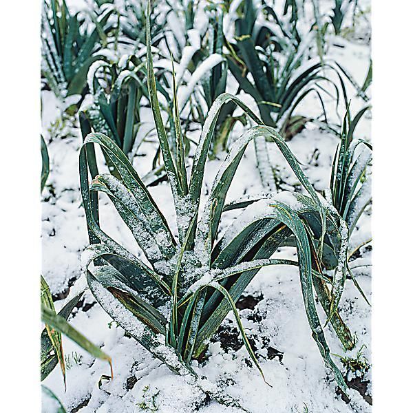 POIREAU BLEU d'HIVER® (blauwgroene winter race...