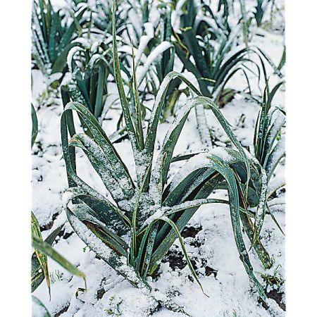 POIREAU BLEU d'HIVER® (blauwgroene winter race HIVERBLEU)