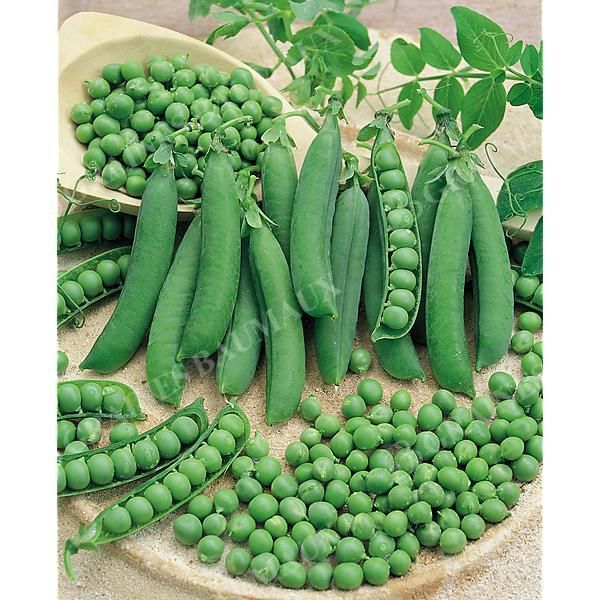 POIS ramant ROI des CONSERVES