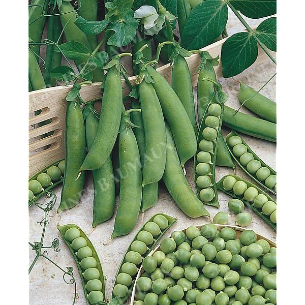POIS nain PETIT PROVENÇAL