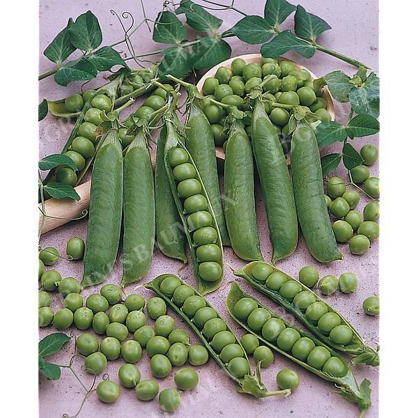 POIS nain ELOÏSE