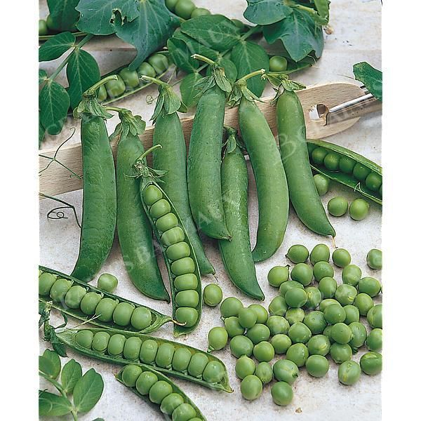 POIS nain MERVEILLE de KELVEDON Bio