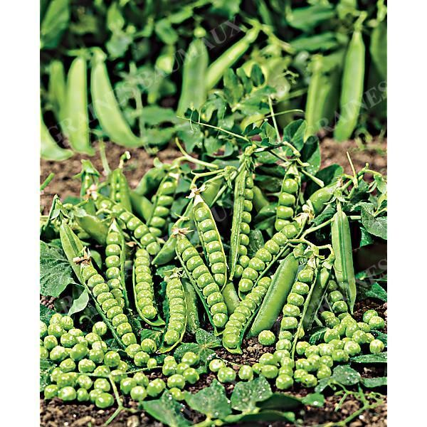 POIS nain DOUCE PROVENCE Bio