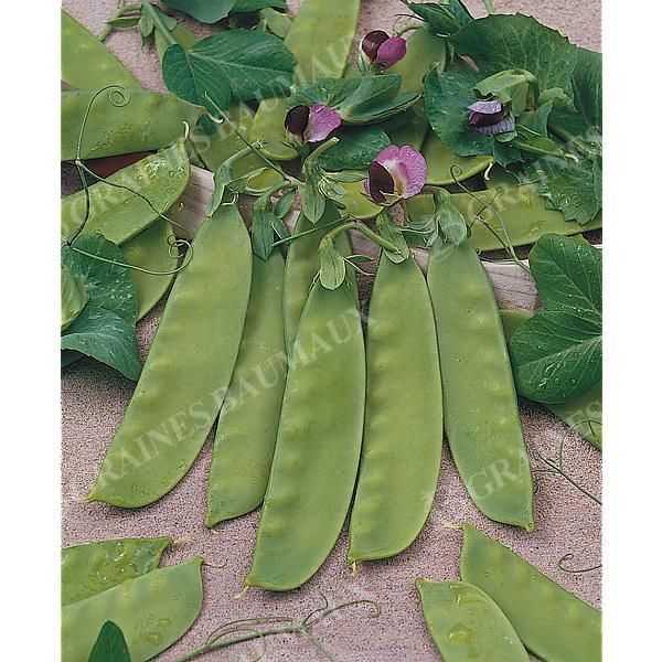 POIS mangetout nain BAMBY