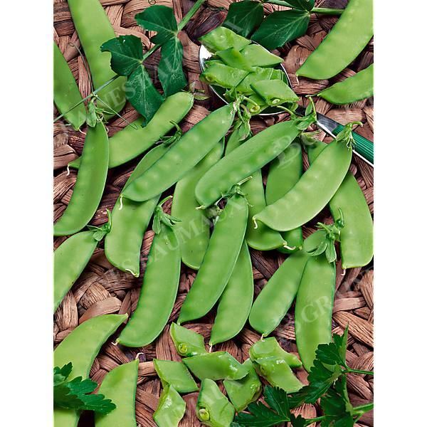 POIS mangetout ramant BAJKA