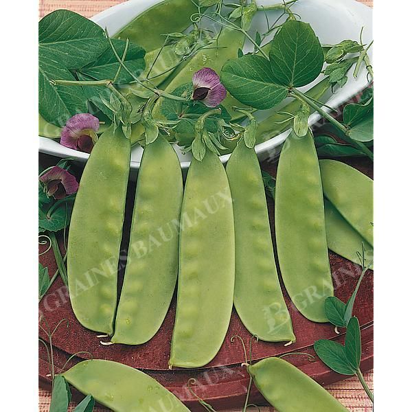 POIS mangetout 1/2 ramant DELIKATA