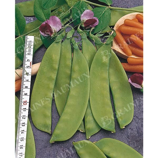 POIS mangetout 1/2 ramant ALFREDA