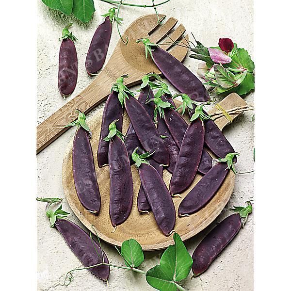 POIS mangetout 1/2 ramant SHIRAZ