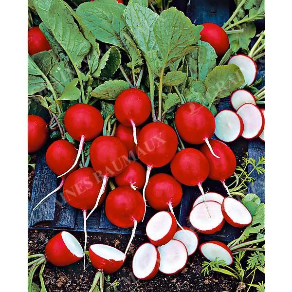 RADIS CERISE