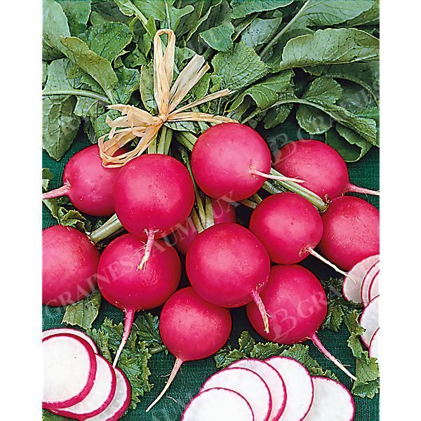 RADIS PINK BEAUTY