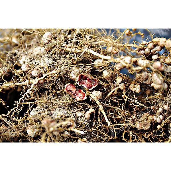 INOCULANT pour SOJA