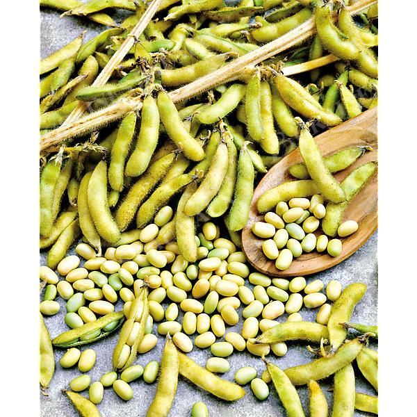 SOJA POTAGER ou EDAMAME CHIBA GREEN Bio