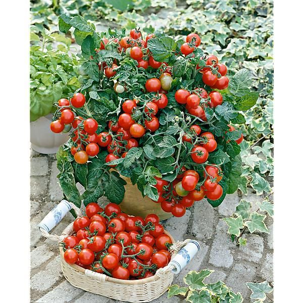 TOMATE CHIQUITA POT